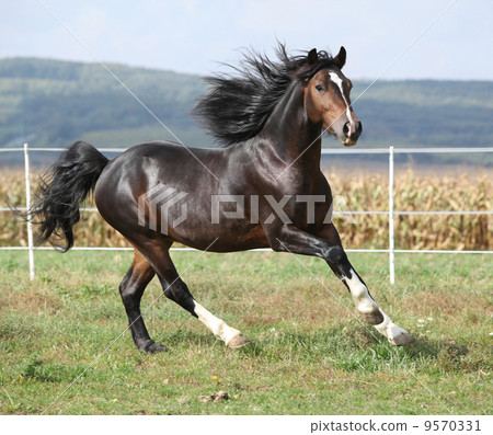 Nice brown stallion with long mane running 9570331