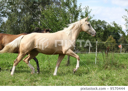 Two palomino horses running Two palomino horses running 9570444
