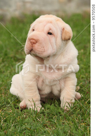 Gorgeous Shar Pei puppy sitting Gorgeous Shar Pei puppy sitting 9570508