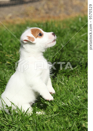 Gorgeous jack russell terrier puppy begging Gorgeous jack russell terrier puppy begging 9570529