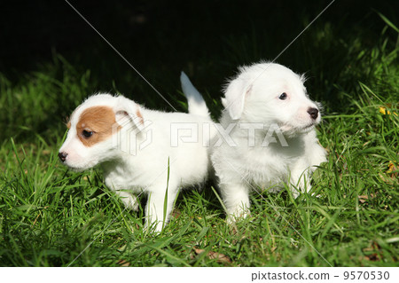 Gorgeous puppies of Jack Russell Terrier Gorgeous puppies of Jack Russell Terrier 9570530