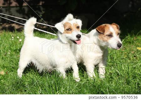 Two Jack Russell terriers Two Jack Russell terriers 9570536