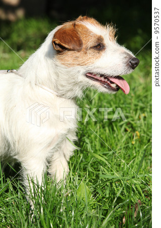 Fantastic Jack Russel terrier in the garden Fantastic Jack Russel terrier in the garden 9570537
