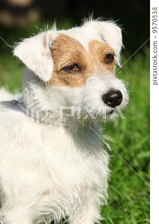 Fantastic Jack Russel terrier in the garden 9570538