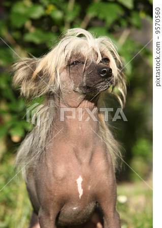 Chinese Crested Dog sitting 9570560