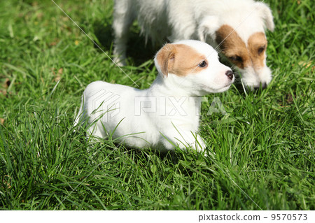 Gorgeous puppies of Jack Russell Terrier Gorgeous puppies of Jack Russell Terrier 9570573