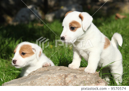 Gorgeous puppies of Jack Russell Terrier on some stone Gorgeous puppies of Jack Russell Terrier on some stone 9570574