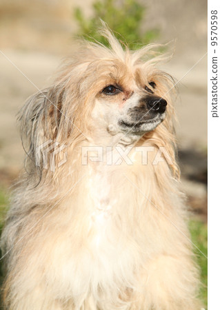 Chinese Crested Dog sitting 9570598