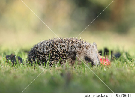Little hedgehog looking at you 9570611