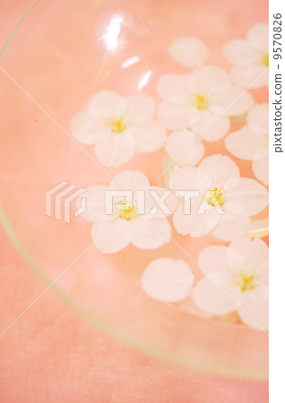 Cherry blossoms floating in water Cherry blossoms floating in water 9570826