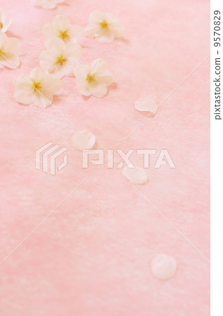 Cherry Blossoms	 9570829