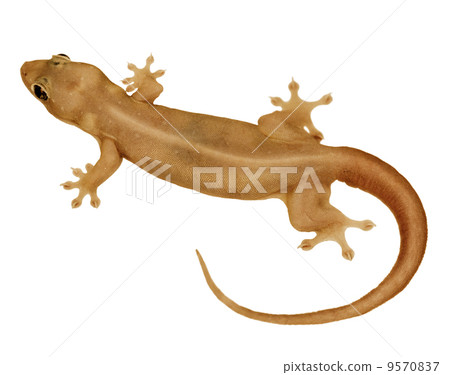 House lizard - gekco isolated on white House lizard - gekco isolated on white 9570837