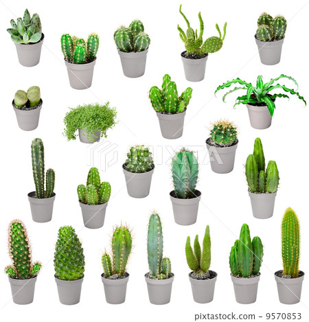 Set of indoor plants in pots - cactuses isolated on white Set of indoor plants in pots - cactuses isolated on white 9570853