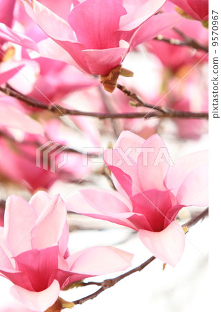 Magnolia Magnolia 9570967