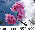 大多數櫻花 9571099