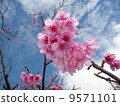 大多數櫻花 9571101