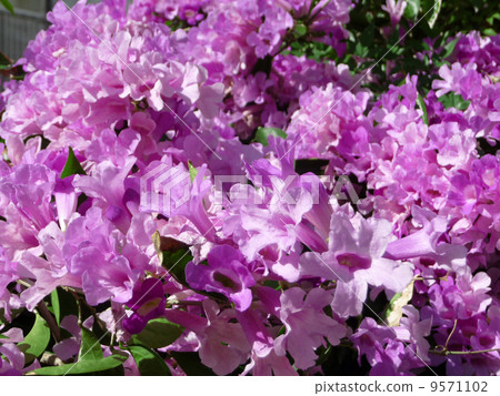 full bloom full bloom 9571102