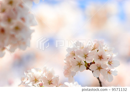 櫻花 櫻花 9571132