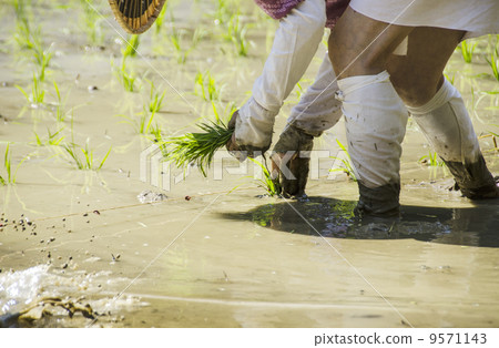 Woman planting rice, rice planting costume, rice planting in traditional style, rice planting festival, traditional Japanese landscape, image material 9571143