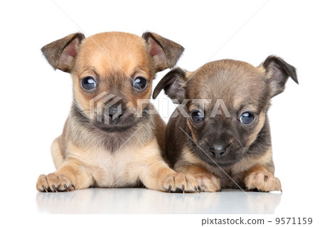 Toy Terrier puppies on a white background 9571159