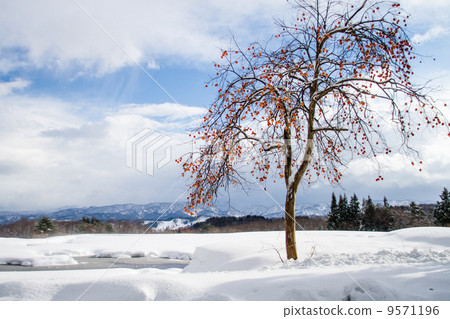 剩下的柿子 9571196