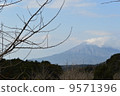 Sakurajima wishing from Tarumizu Senbon Icho 9571396