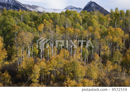 Aspen's autumn leaves 9572559