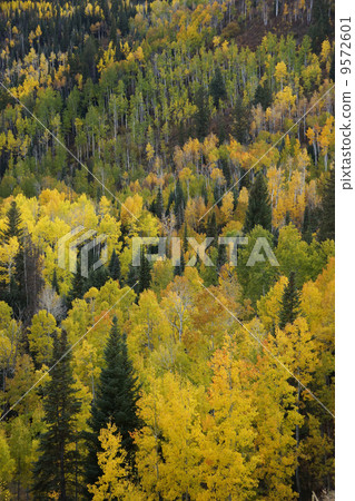 Aspen's autumn leaves 9572601