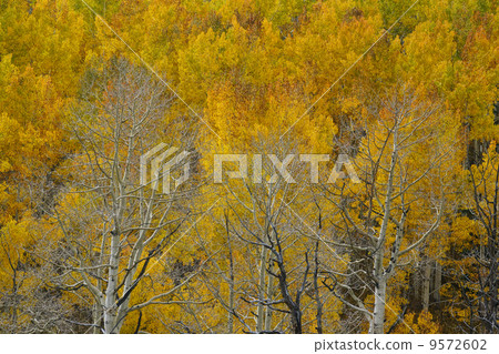 阿斯彭的秋葉 9572602