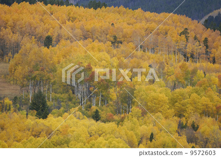 Aspen's autumn leaves 9572603