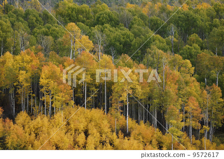 Aspen's autumn leaves 9572617