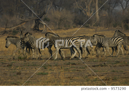 查普曼斑馬 9573290