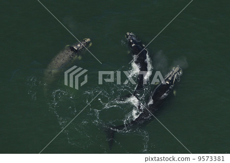 Aerial photograph of Southern White Whale Aerial photograph of Southern White Whale 9573381