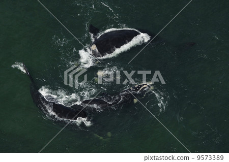 南部白鯨的航拍照片 南部白鯨的航拍照片 9573389