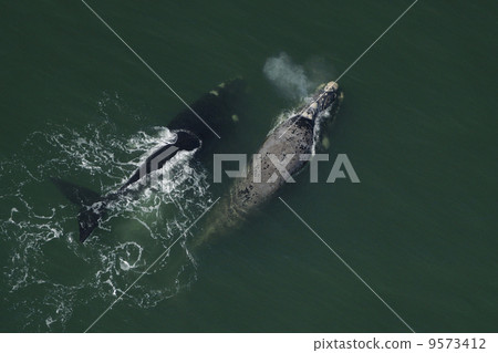 Aerial photograph of Southern White Whale Aerial photograph of Southern White Whale 9573412