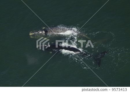 南部白鯨的航拍照片 南部白鯨的航拍照片 9573413
