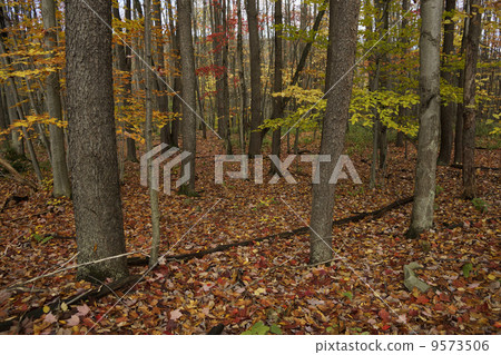 Autumn leaves in Virginia 9573506