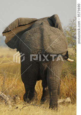 African elephant 9573690