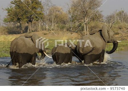 African elephant 9573740