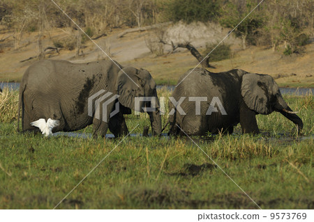 African elephant 9573769