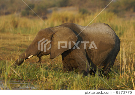 African elephant 9573770
