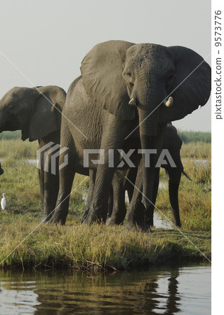 African elephant 9573776