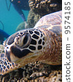 海龜 風景 景觀 9574185