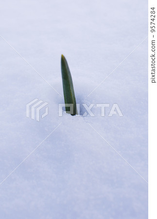 Snow and overwintered garlic sprouts, Garlic field in winter, Garlic sprouts from the snow, Image material 9574284