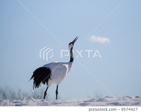 看著冬天的天空的Tanbets 9574927