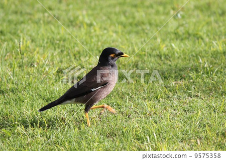 1開羅哈卡 1開羅哈卡 9575358