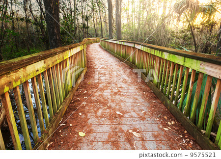 Boardwalk in swamp 9575521
