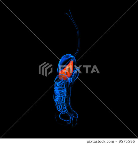 Red Color Digestion Human digestive system stomach red colored -... - Stock Illustration ...