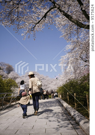 櫻花盛開 9575624