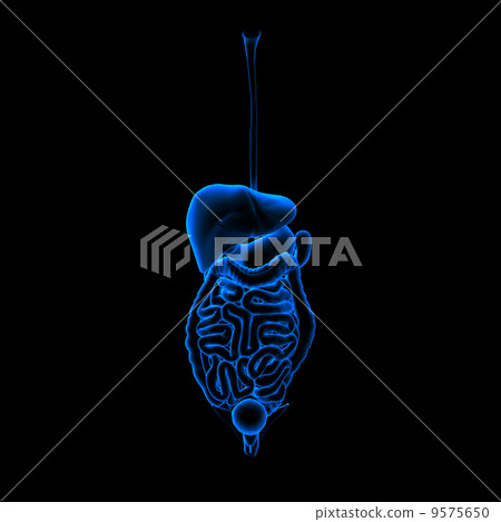 Red Color Digestion Human digestive system red colored - front view - Stock Illustration ...